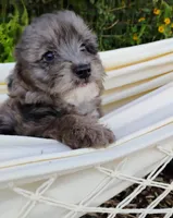 Huckleberry, a male Miniature Aussiedoodle for sale in Springfield, MO – 1 of 8