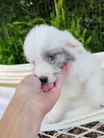 Blossom, a female Miniature Aussiedoodle for sale in Springfield, MO – 7 of 10