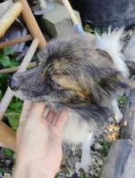Sayah, a female Pomchi for sale in Springfield, MO – 2 of 2