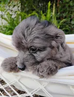 Huckleberry, a male Miniature Aussiedoodle for sale in Springfield, MO – 2 of 8