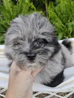 Mimsy, a male Pomapoo and Pomeranian for sale in Springfield, MO – 5 of 8
