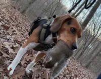 Aleena, a female Beagle for sale in Springfield, MO – Photo 7 of 9