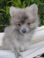 Cosmo, a male Pomeranian for sale in Springfield, MO – 5 of 7