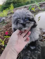 Mimsy, a male Pomapoo and Pomeranian for sale in Springfield, MO – 1 of 8