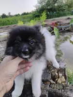Ivy, a female Pomeranian for sale in Springfield, MO – 5 of 7