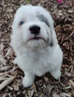 Blossom, a female Miniature Aussiedoodle for sale in Springfield, MO – 3 of 10