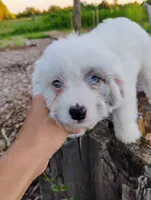 Blossom, a female Miniature Aussiedoodle for sale in Springfield, MO – 9 of 10