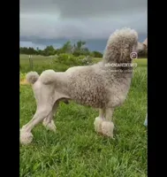 River Ray, a male Poodle - Standard  for sale in Springfield, MO – 4 of 4