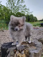 Cosmo, a male Pomeranian for sale in Springfield, MO – 2 of 7