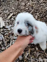 Blossom, a female Miniature Aussiedoodle for sale in Springfield, MO – 6 of 10