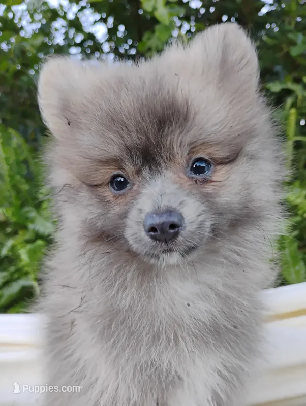 Cosmo – Pomeranian puppy for sale in Springfield, MO