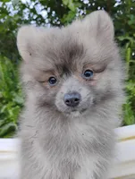 Cosmo, a male Pomeranian for sale in Springfield, MO – 1 of 7