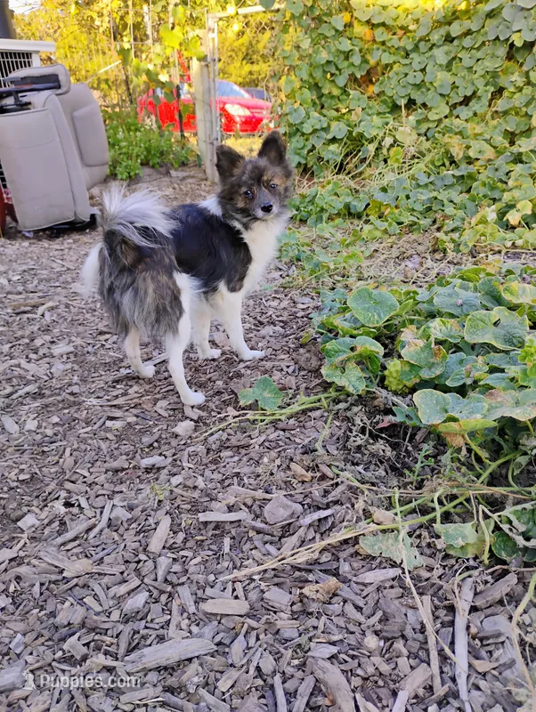 Sayah – Pomchi puppy for sale in Springfield, MO