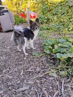 Sayah, a female Pomchi for sale in Springfield, MO – 1 of 2