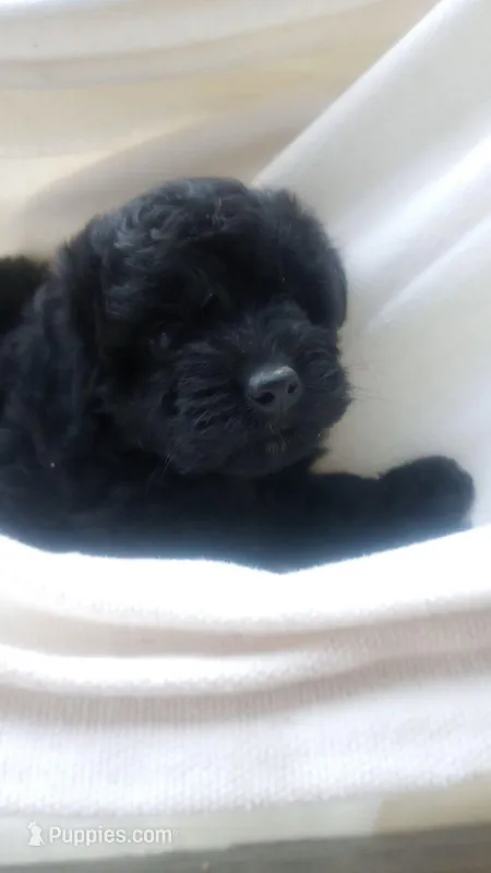 Keziah, a female Poodle - Toy  and Miniature Aussiedoodle for sale in Springfield, MO – Photo 1 of 8