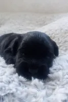 Keziah, a female Poodle - Toy  and Miniature Aussiedoodle for sale in Springfield, MO – Photo 5 of 8