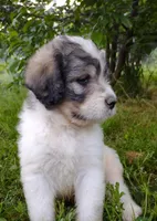 Alaska, a male Poodle - Standard  and Pyredoodle for sale in Springfield, MO – Photo 4 of 4