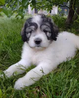 Alaska, a male Poodle - Standard  and Pyredoodle for sale in Springfield, MO – Photo 2 of 4