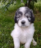 Alaska, a male Poodle - Standard  and Pyredoodle for sale in Springfield, MO – Photo 1 of 4