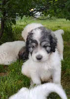 Alaska, a male Poodle - Standard  and Pyredoodle for sale in Springfield, MO – Photo 3 of 4