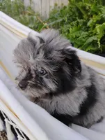 Mimsy, a male Pomapoo and Pomeranian for sale in Springfield, MO – 6 of 8