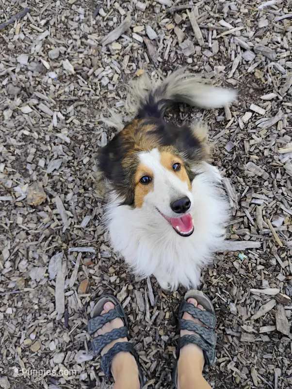 Koi  – Shetland Sheepdog puppy for sale in Springfield, MO
