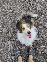 Koi , a female Shetland Sheepdog for sale in Springfield, MO – 1 of 5