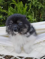 Ivy, a female Pomeranian for sale in Springfield, MO – 7 of 7
