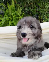 Poppy, a female Miniature Aussiedoodle for sale in Springfield, MO – 5 of 8
