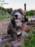Poppy, a female Miniature Aussiedoodle for sale in Springfield, MO – 2 of 8