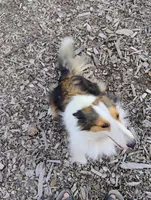 Koi , a female Shetland Sheepdog for sale in Springfield, MO – 3 of 5