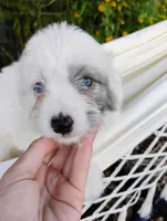 Blossom, a female Miniature Aussiedoodle for sale in Springfield, MO – 5 of 10