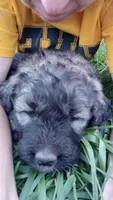 Clarissia, a female Poodle - Standard  and Pyredoodle for sale in Springfield, MO – Photo 2 of 3