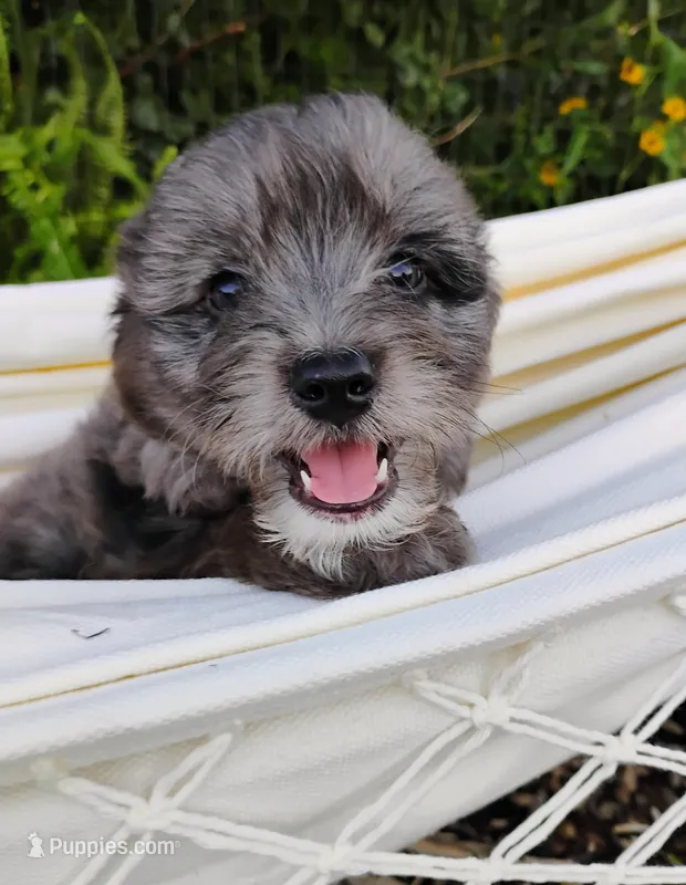 Huckleberry – Miniature Aussiedoodle puppy for sale in Springfield, MO