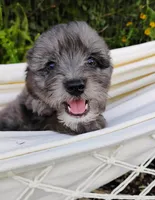 Huckleberry, a male Miniature Aussiedoodle for sale in Springfield, MO – 4 of 8