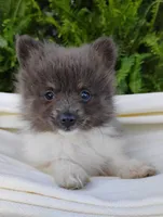 Rosa, a female Pomeranian for sale in Springfield, MO – 6 of 6
