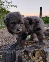 Huckleberry, a male Miniature Aussiedoodle for sale in Springfield, MO – 3 of 8