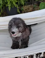 Poppy, a female Miniature Aussiedoodle for sale in Springfield, MO – 6 of 8