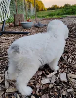 Blossom, a female Miniature Aussiedoodle for sale in Springfield, MO – 4 of 10