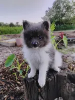 Rosa, a female Pomeranian for sale in Springfield, MO – 2 of 6