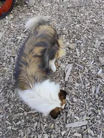 Koi , a female Shetland Sheepdog for sale in Springfield, MO – 5 of 5