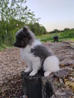 Rosa, a female Pomeranian for sale in Springfield, MO – 5 of 6