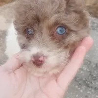 Merida, a female Poodle - Toy  and Miniature Aussiedoodle for sale in Springfield, MO – Photo 4 of 5