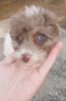 processed/a08b61cc-ec22-4fdc-8f72-9c199283cbb6/listing/f3bc3918-6302-4486-acf2-eba09dcb4042/0a1200e7-b505-4b62-8984-6373cd69adbf