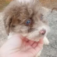 Merida, a female Poodle - Toy  and Miniature Aussiedoodle for sale in Springfield, MO – Photo 5 of 5