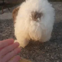 Merida, a female Poodle - Toy  and Miniature Aussiedoodle for sale in Springfield, MO – Photo 2 of 5