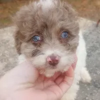 Merida, a female Poodle - Toy  and Miniature Aussiedoodle for sale in Springfield, MO – Photo 3 of 5