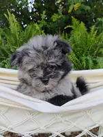 Mimsy, a male Pomapoo and Pomeranian for sale in Springfield, MO – 3 of 8