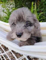 Huckleberry, a male Miniature Aussiedoodle for sale in Springfield, MO – 7 of 8
