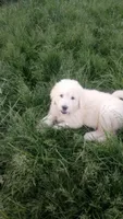Blizzard, a male Great Pyrenees and Pyredoodle for sale in Springfield, MO – Photo 2 of 2